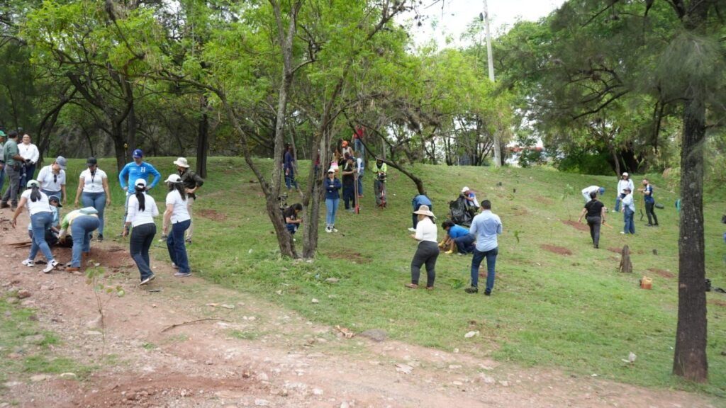 amdc